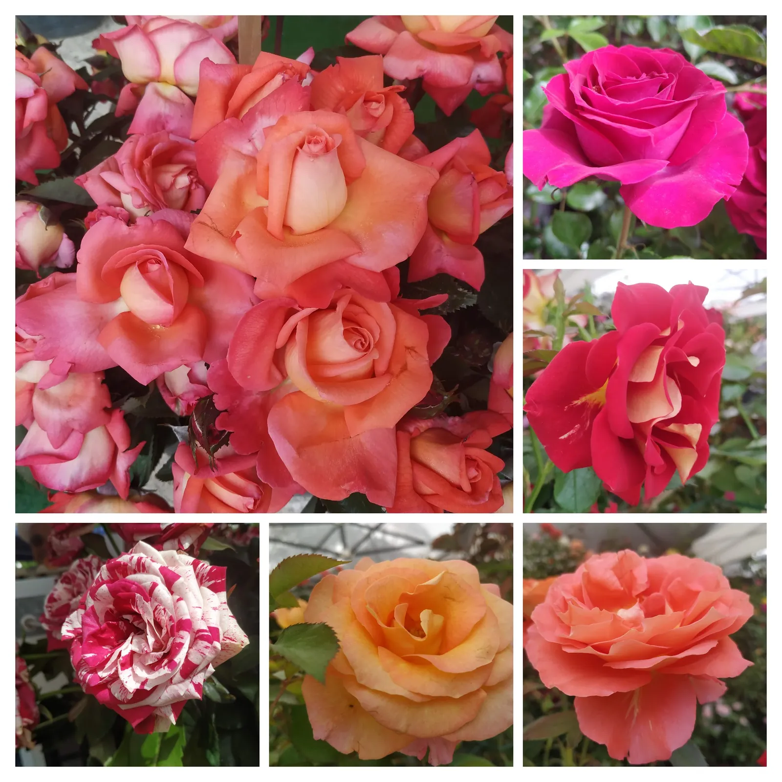 Visite de la fête de la rose !