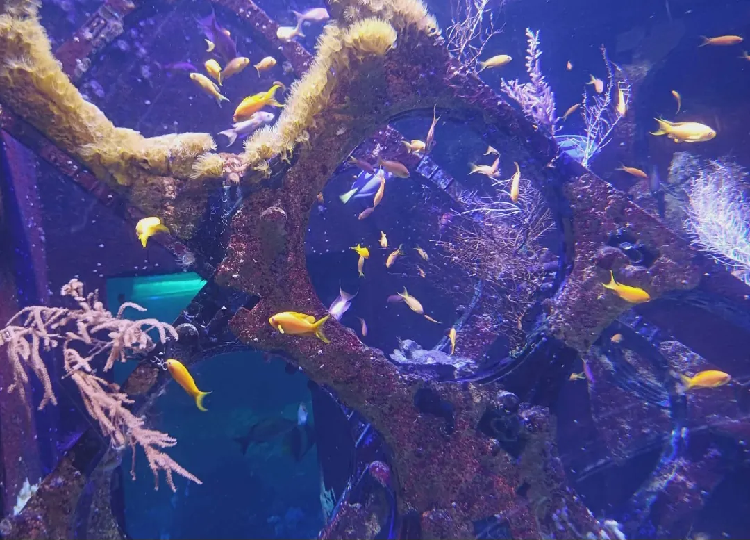 Sortie à l'aquarium Nausicaa