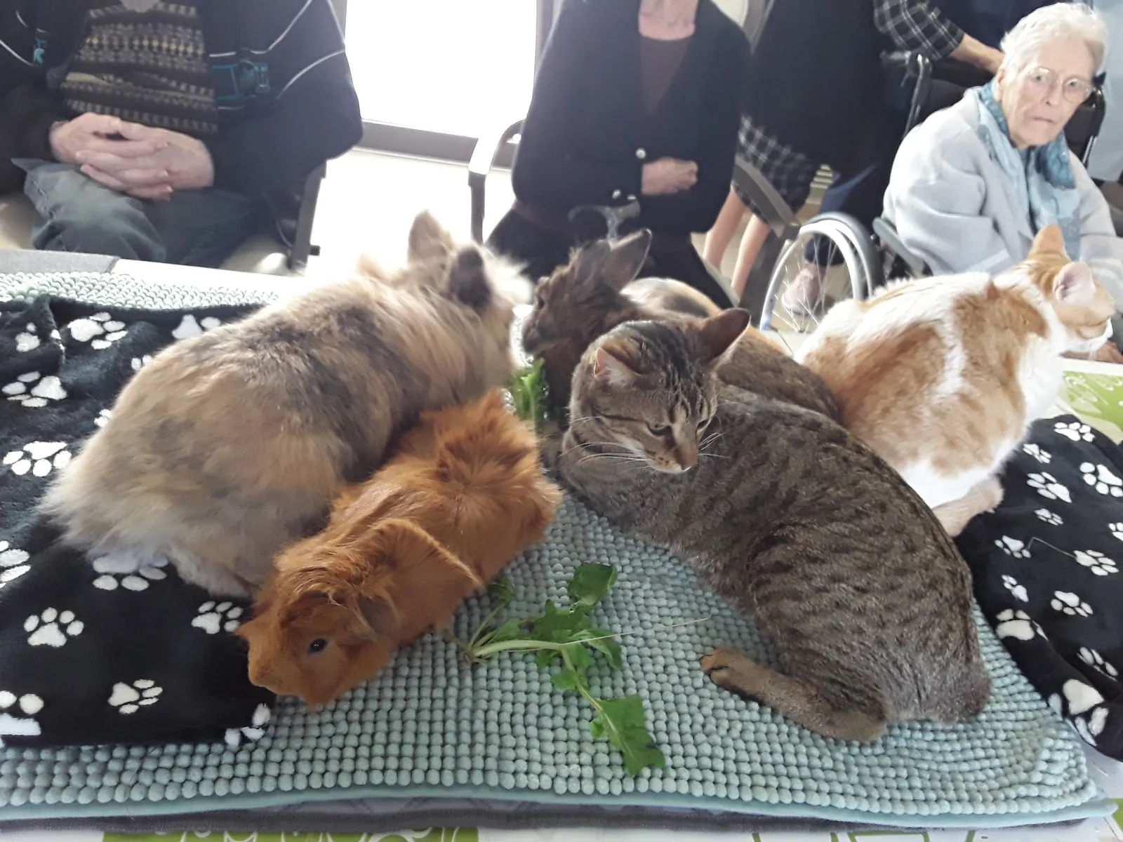 Médiation animale du mois de mars 