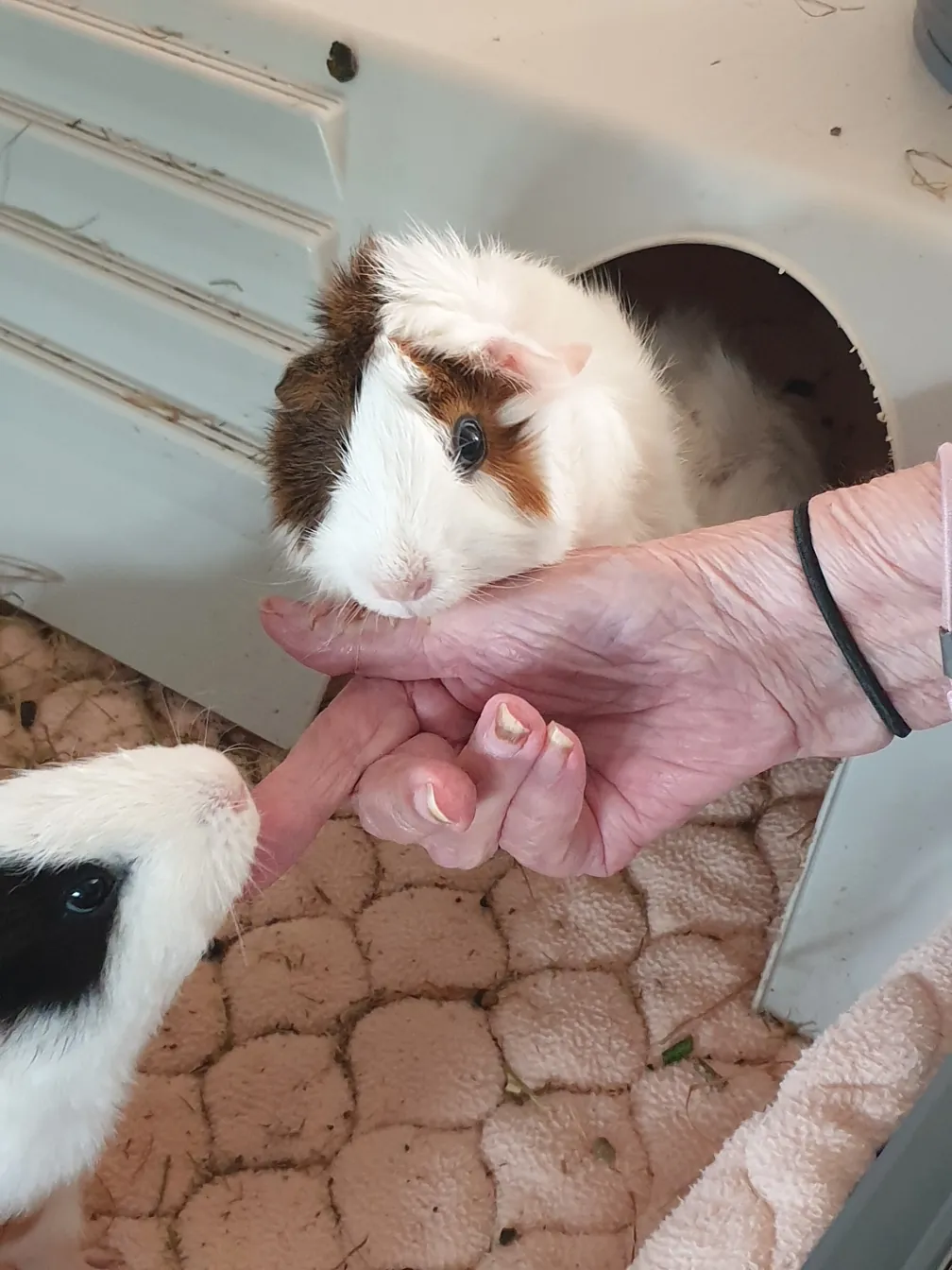 Nos cochons d'Inde Alba et Camélia créent du lien avec les résidents d'Azur