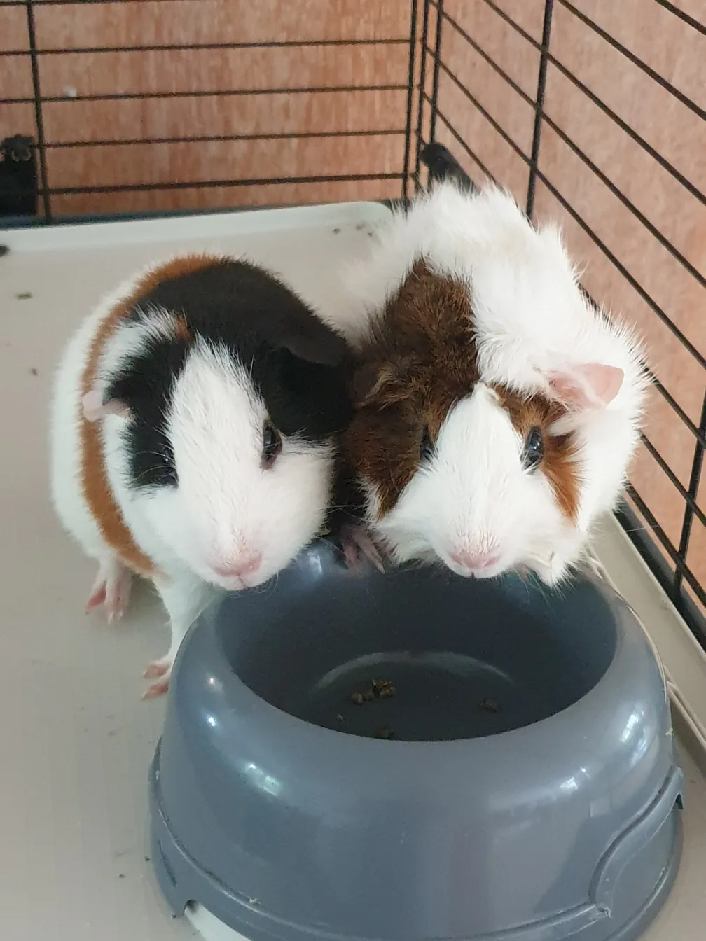 Nos cochons d'Inde Alba et Camélia créent du lien avec les résidents d'Azur