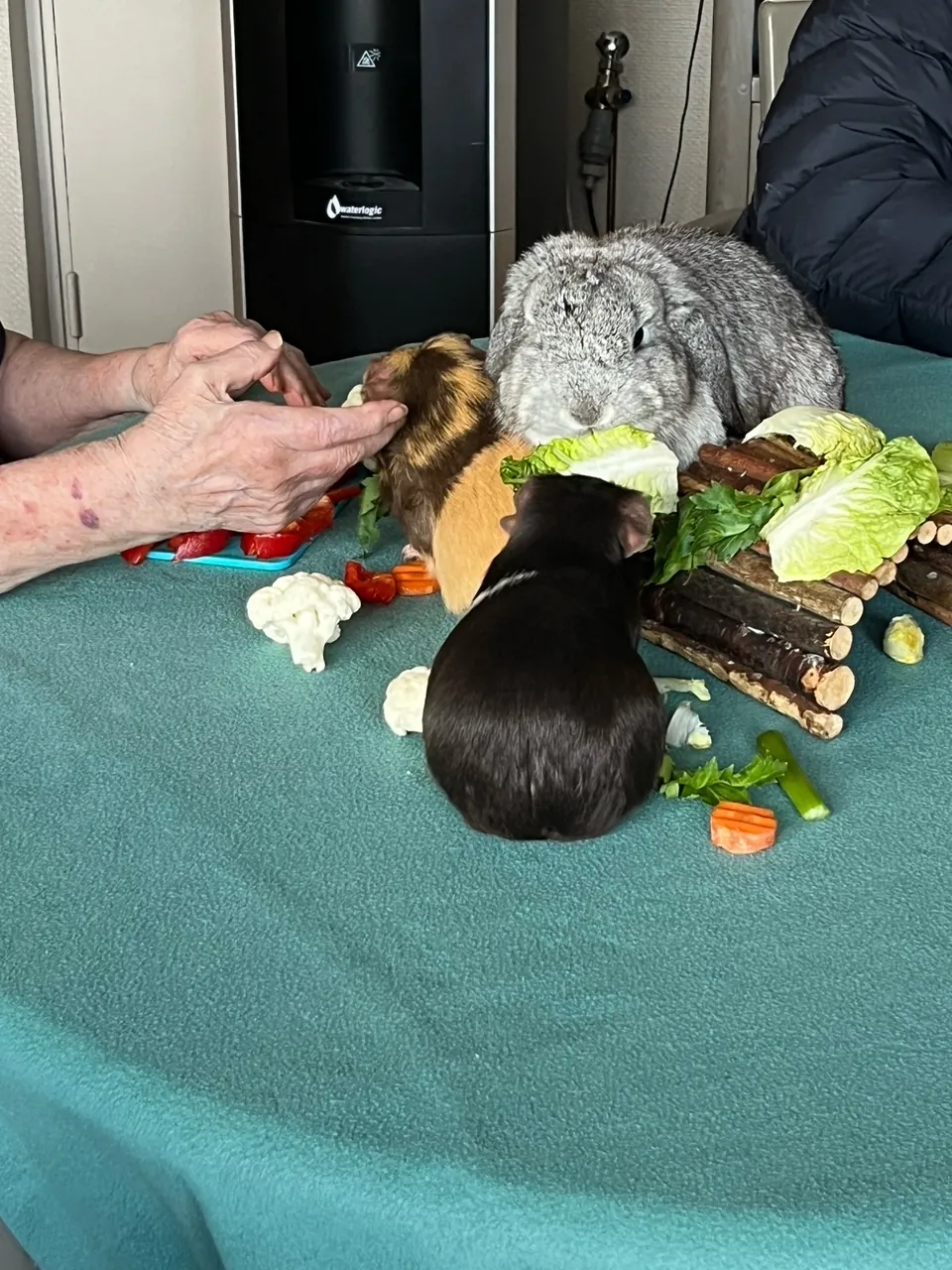 Médiation animale au Rez de chaussée 