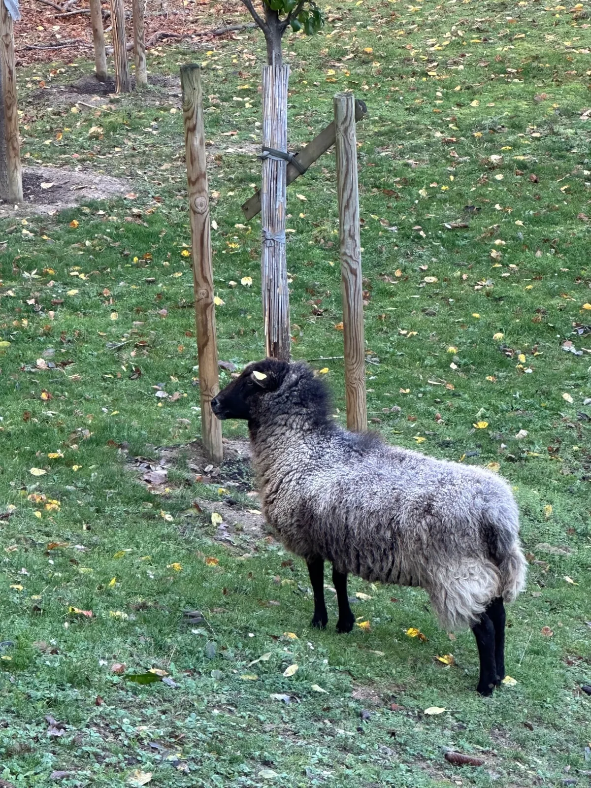 Hivernage des moutons 