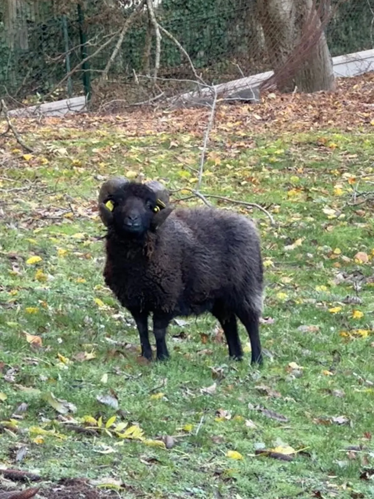Hivernage des moutons 