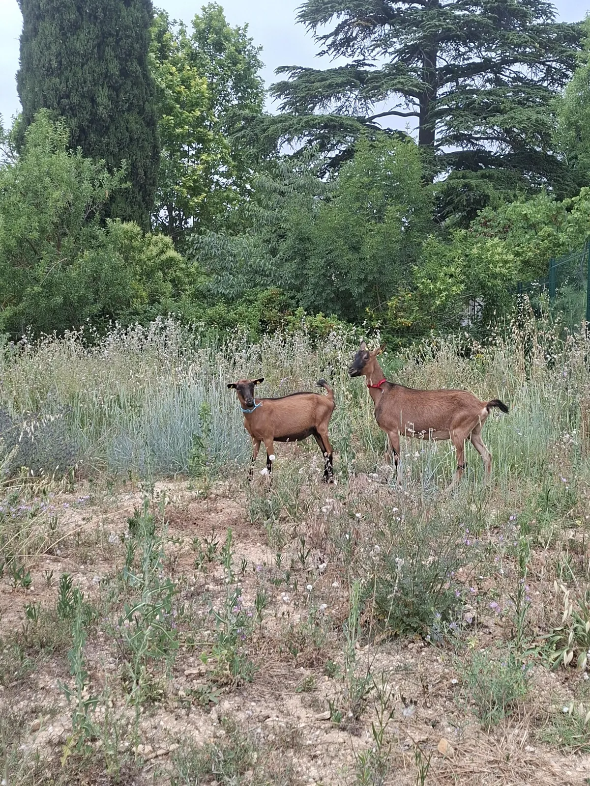 Deux nouvelles arrivantes à l’EHPAD !