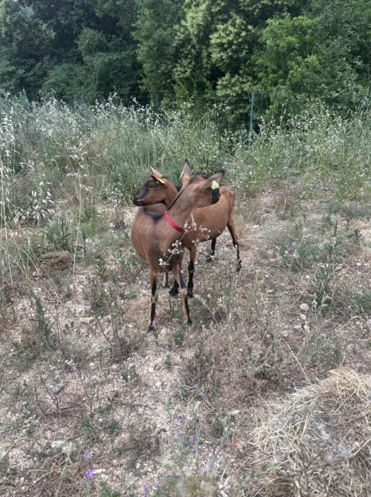 Deux nouvelles arrivantes à l’EHPAD !
