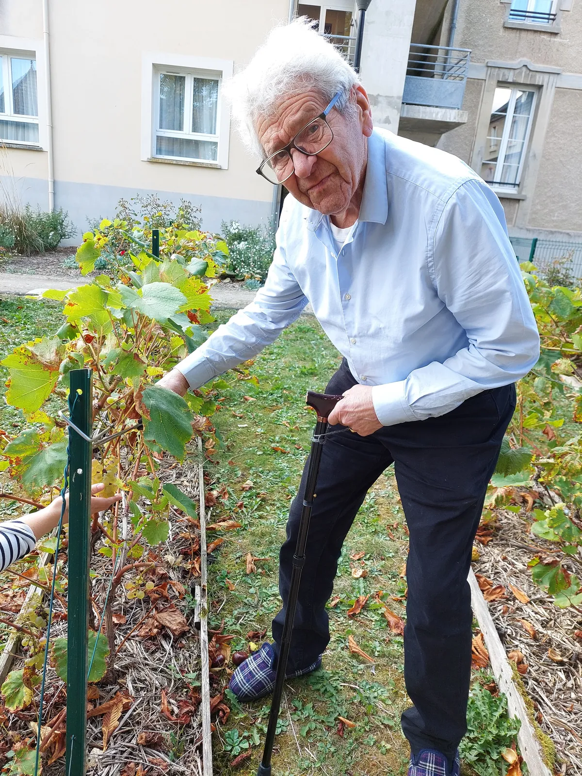 Vendanges à la Résidence
