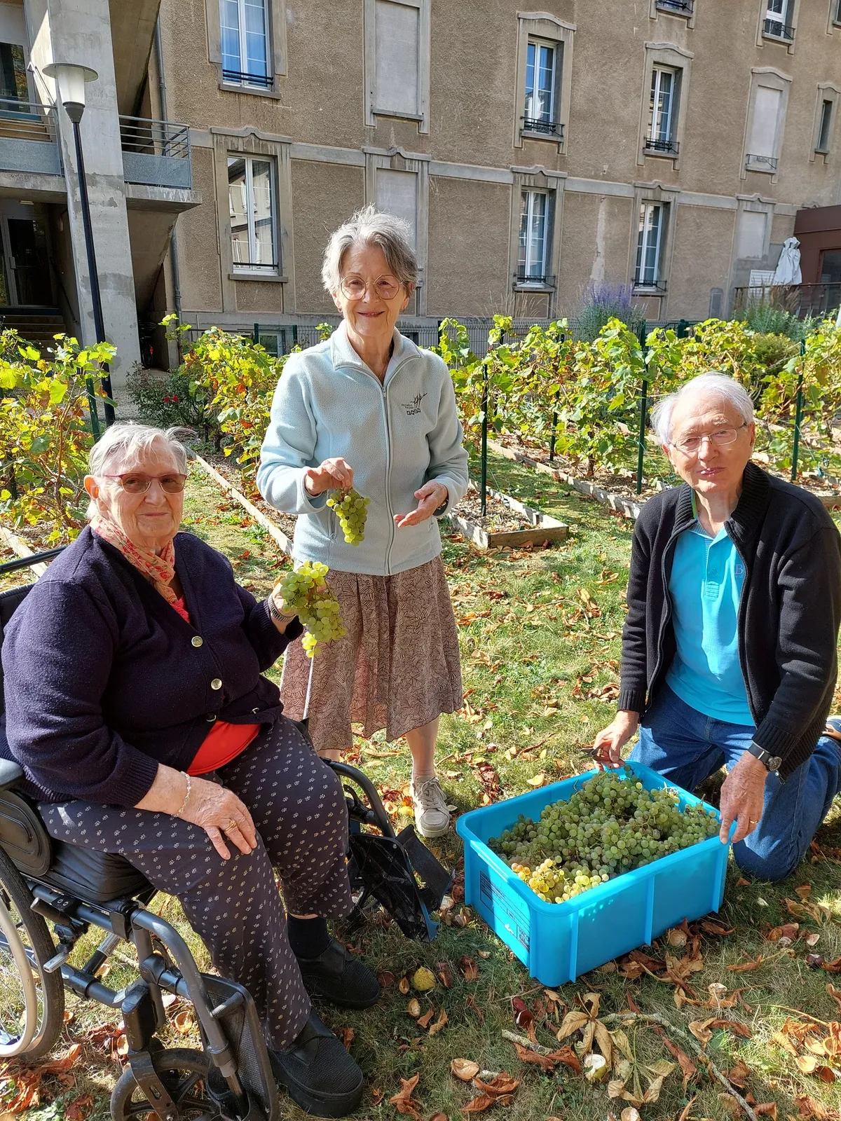 Vendanges à la Résidence