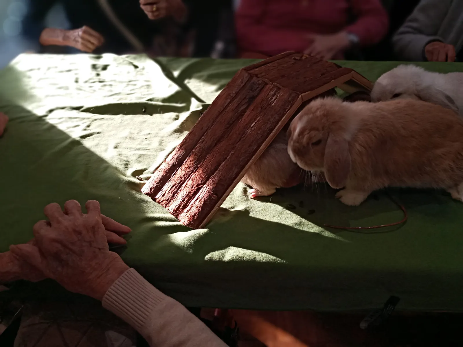 MEDIATION ANIMALE MARDI 16 DECEMBRE  2025