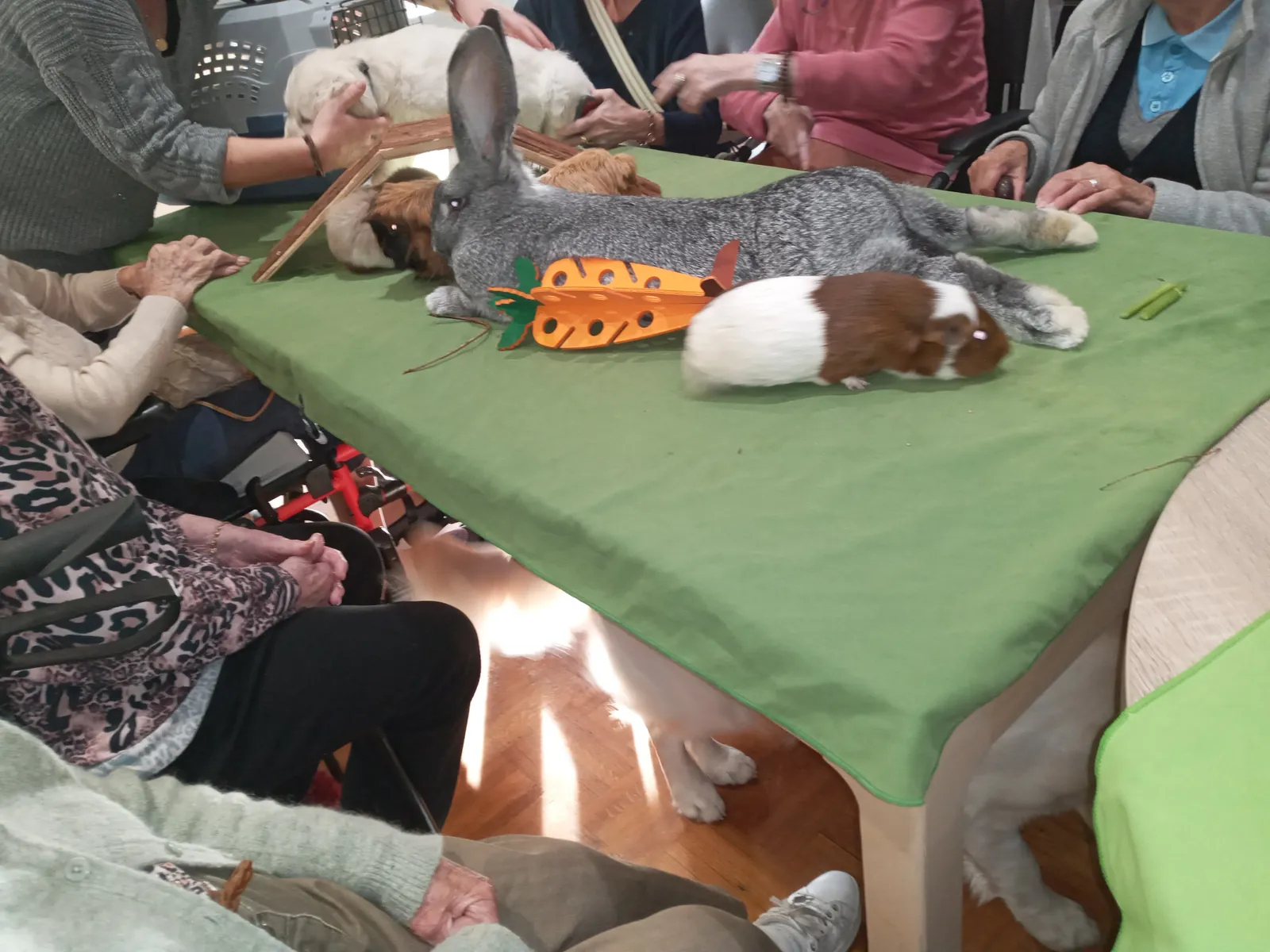 MEDIATION ANIMALE MARDI 16 DECEMBRE  2025