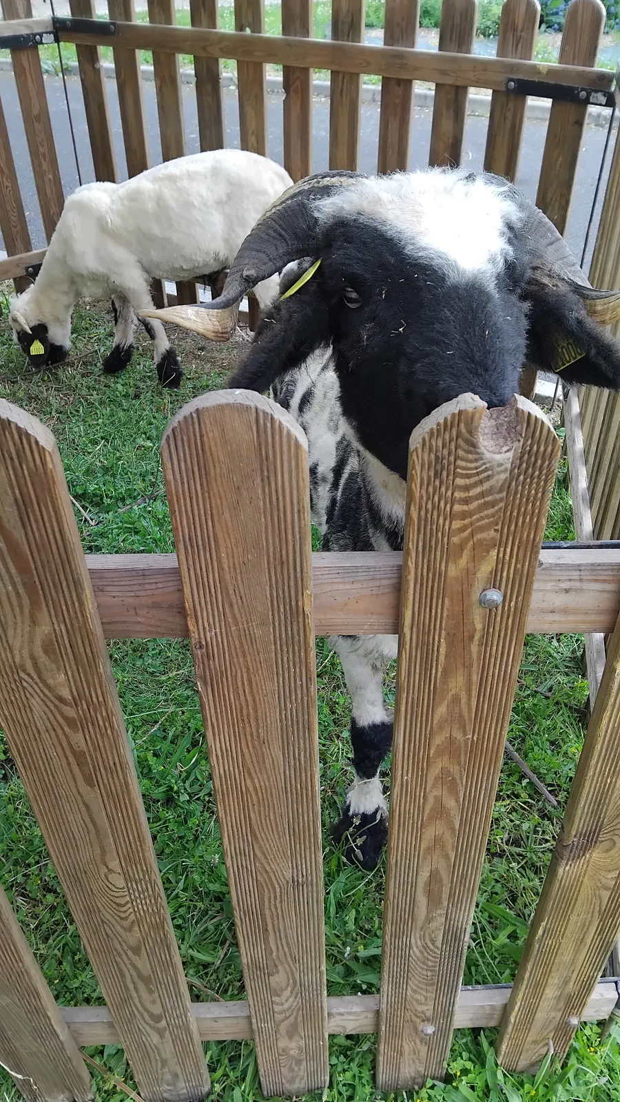 La ferme s'invite à la Résidence