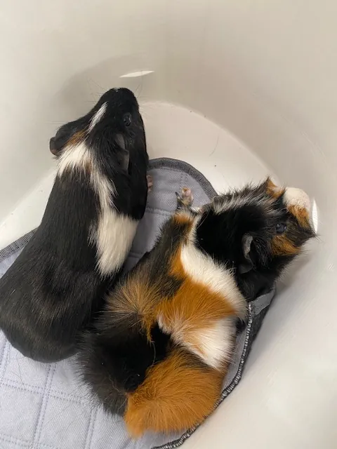Baloo et Mowgli,