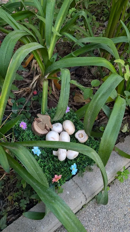 JOUR DE CUEILLETTE  DE CHAMPIGNONS AU GRAND JARDIN 