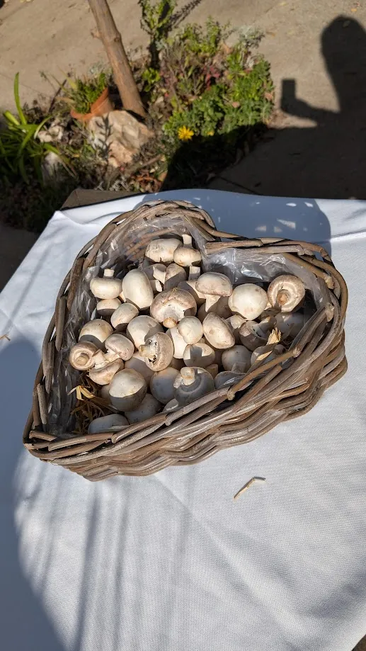 JOUR DE CUEILLETTE  DE CHAMPIGNONS AU GRAND JARDIN 