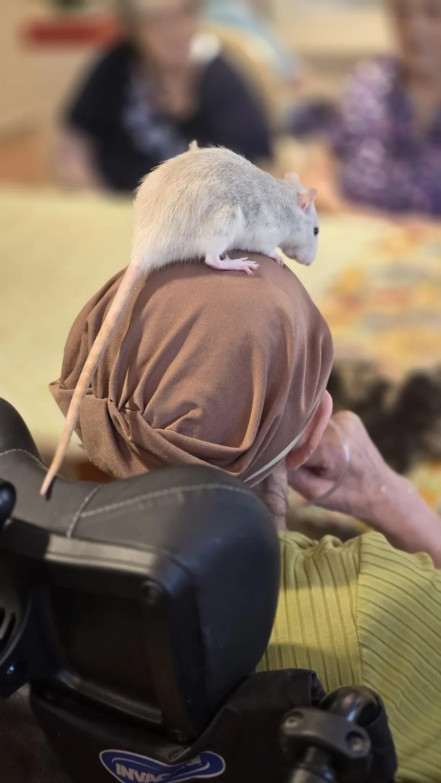 Médicis et ls animaux 