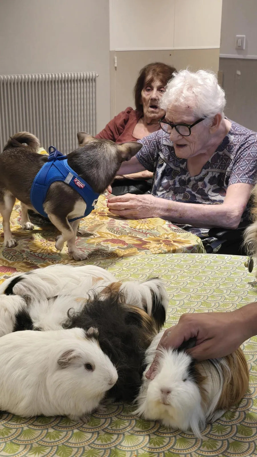 Médicis et ls animaux 
