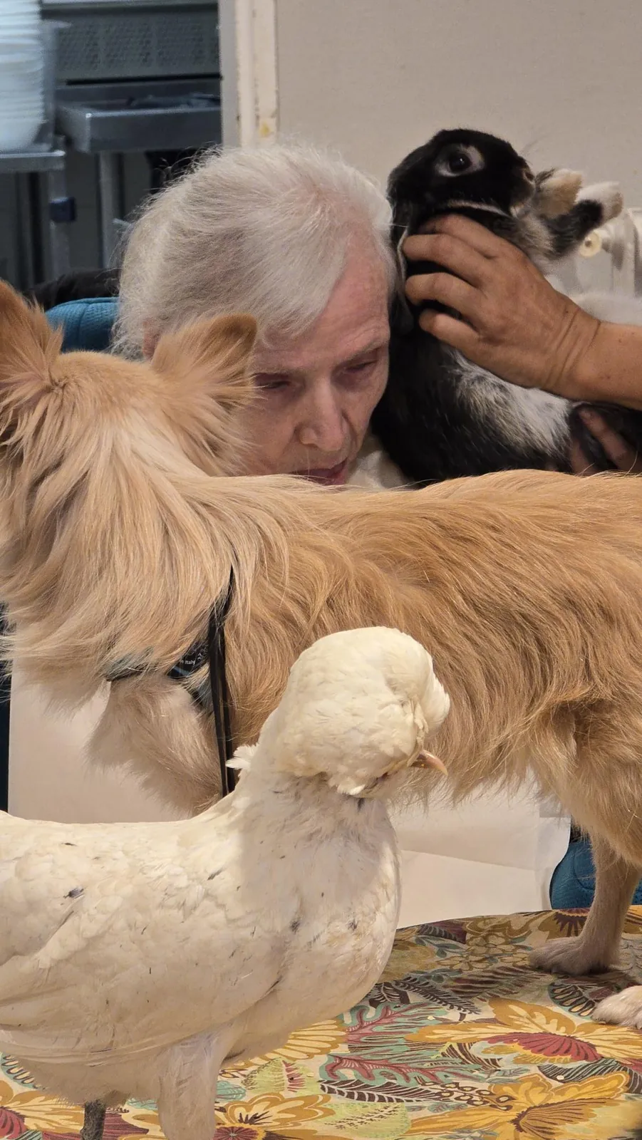 Médicis et ls animaux 