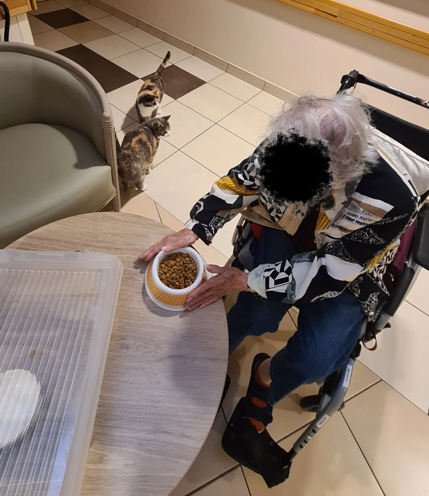 Moment de soin : nourrir les chats de la résidence