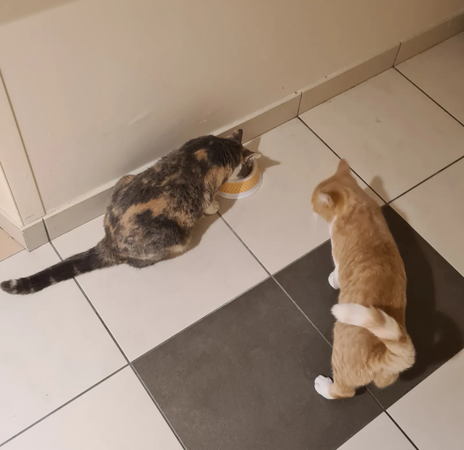 Moment de soin : nourrir les chats de la résidence