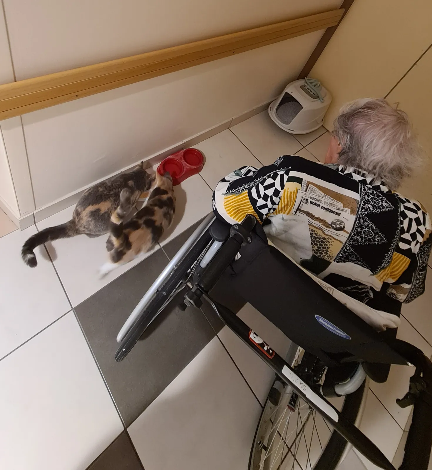 Moment de soin : nourrir les chats de la résidence