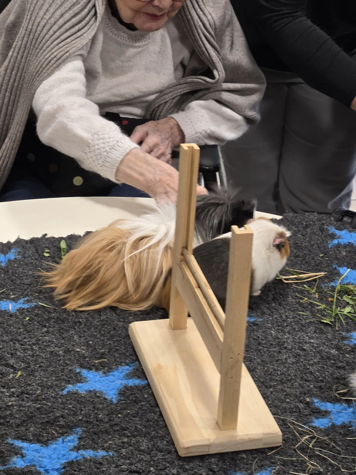 Séance de médiation animale à la résidence : un moment de douceur et de bien-être