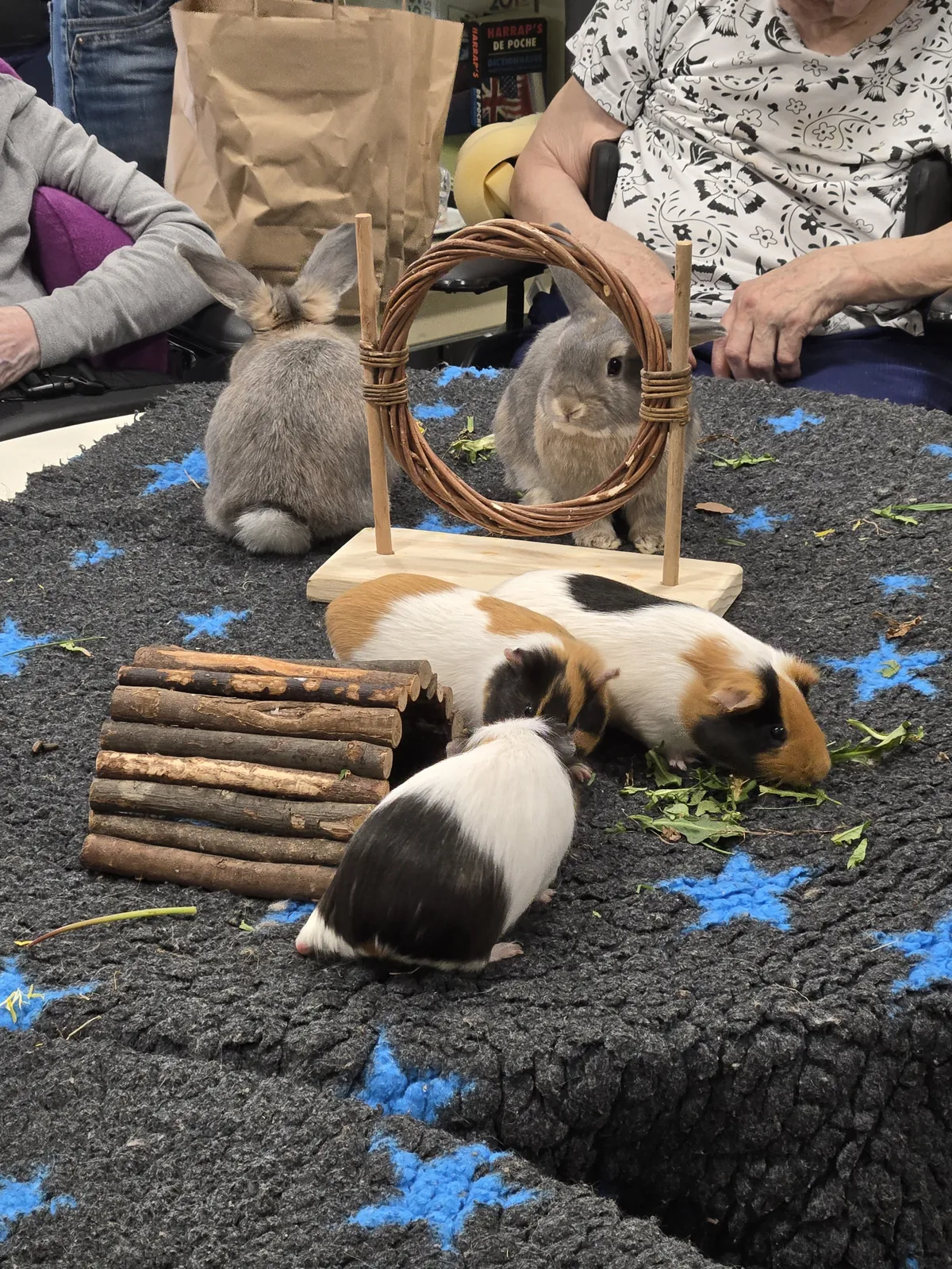 Séance de médiation animale à la résidence : un moment de douceur et de bien-être