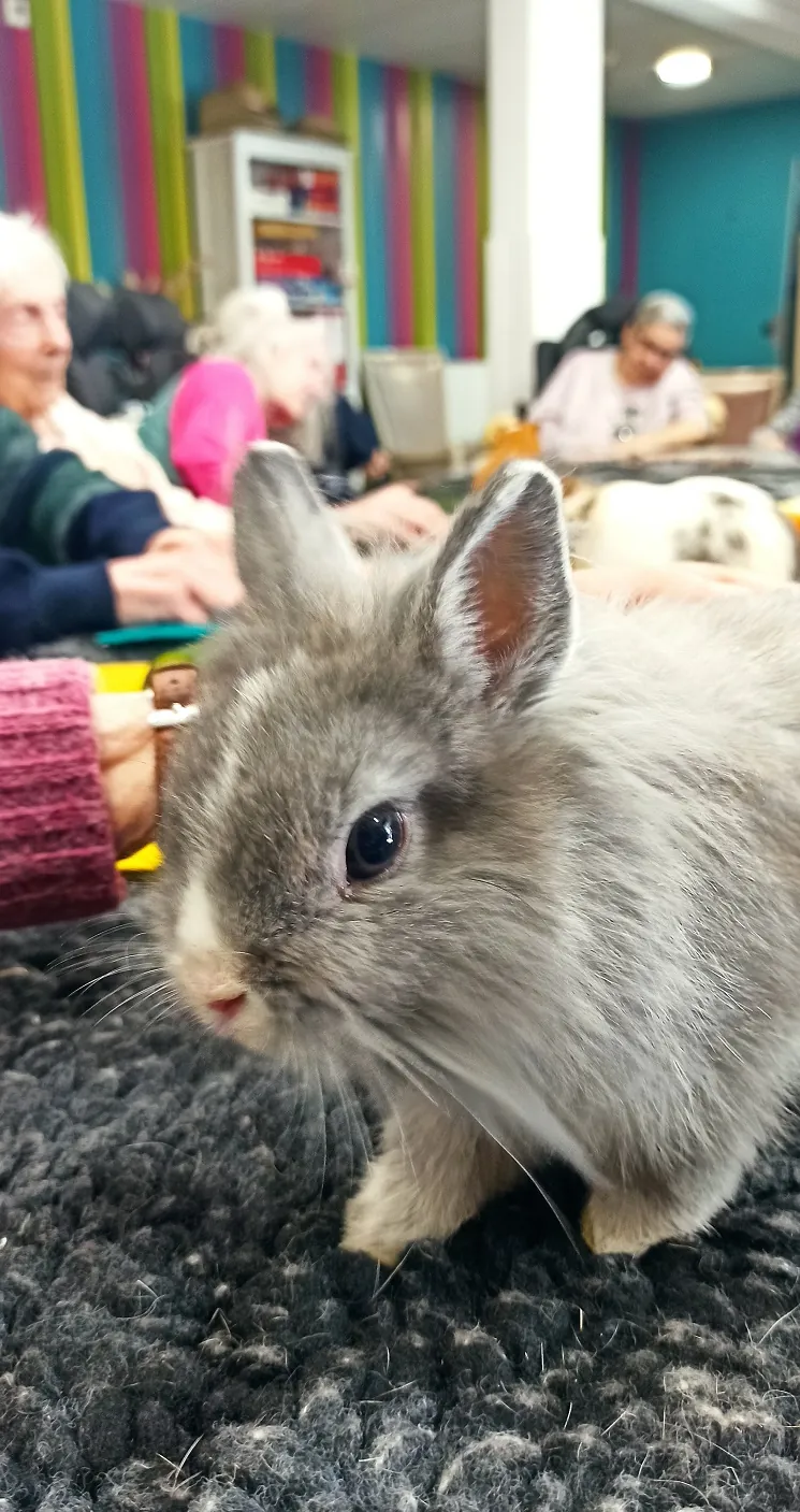 Séance de médiation animale à la résidence : un moment de douceur et de bien-être