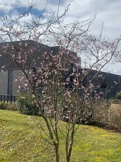 Retour des bourgeons 
