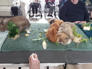Médiation animale 