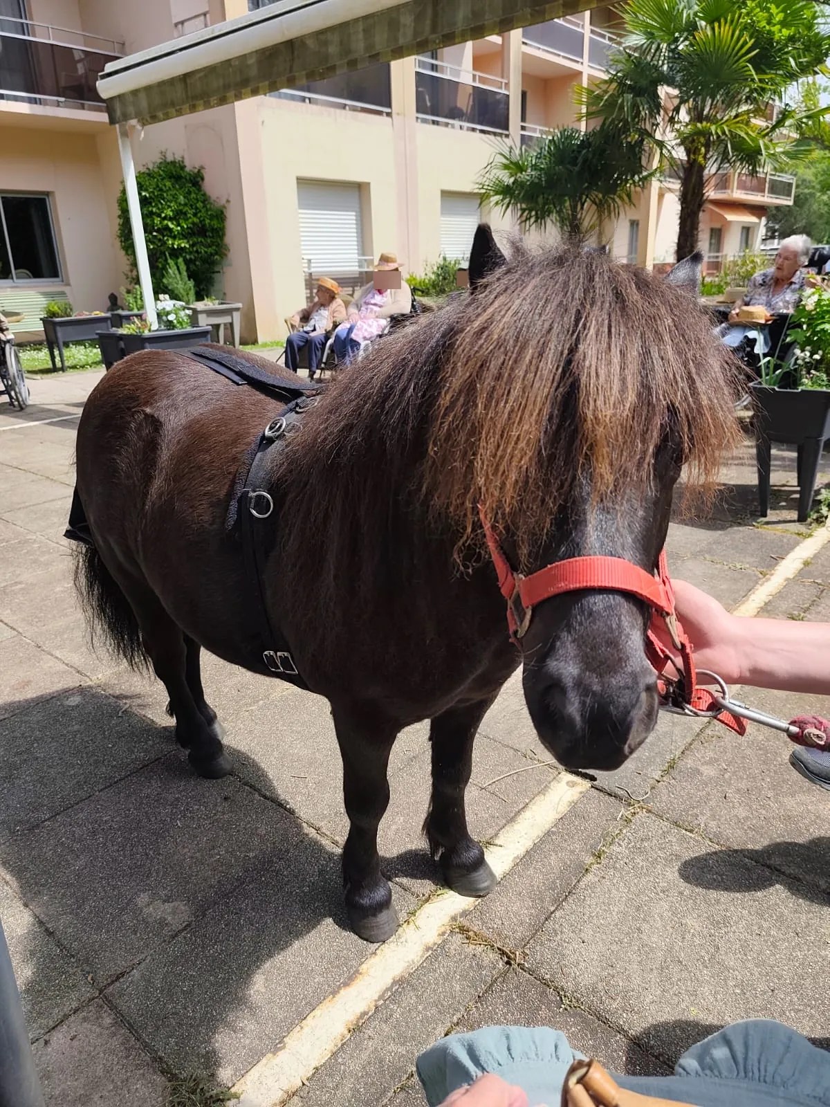Une parenthèse de douceur : médiation animale sur la terrasse et dans les chambres
