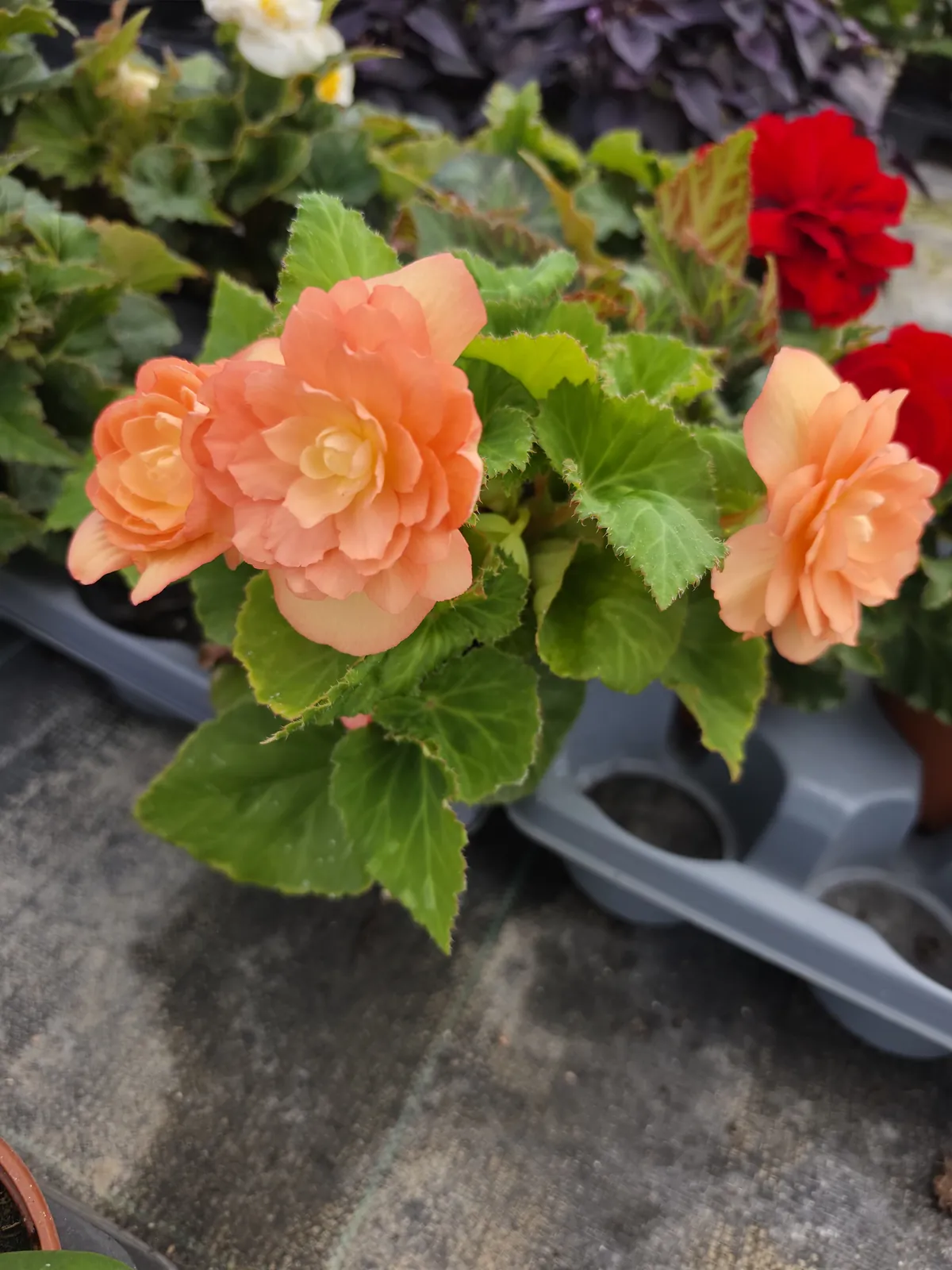 Jardinage à l'accueil de jour
