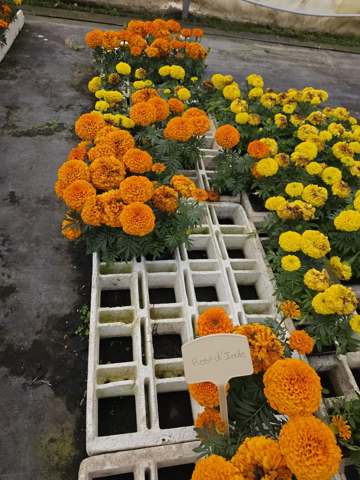 Jardinage à l'accueil de jour