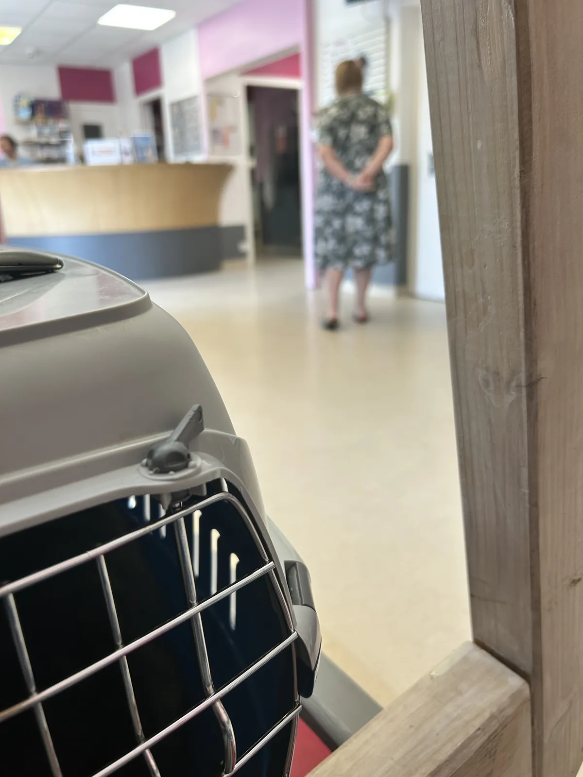 En route chez le vétérinaire 