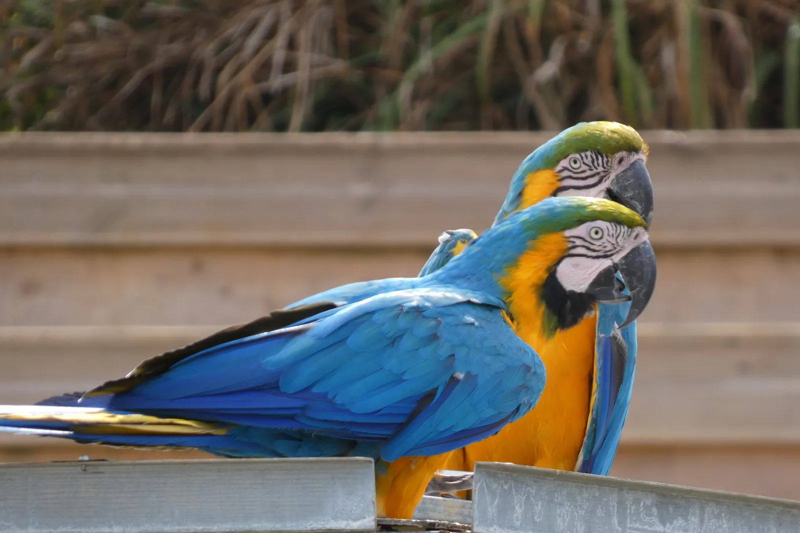 Sortie à Parrot World : émerveillement et convivialité au rendez-vous