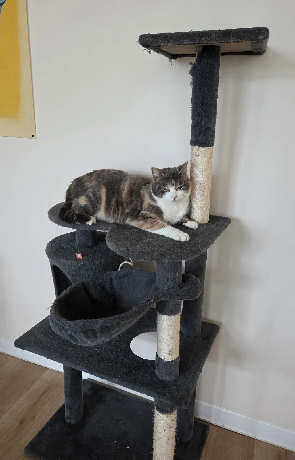 Les chats ont trouvé leur arbre !