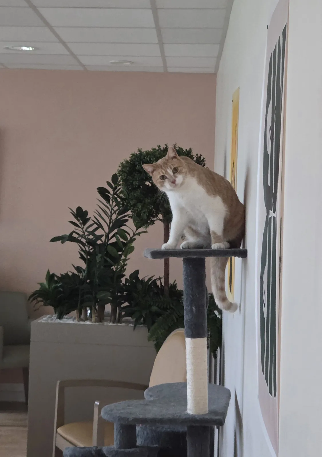 Les chats ont trouvé leur arbre !