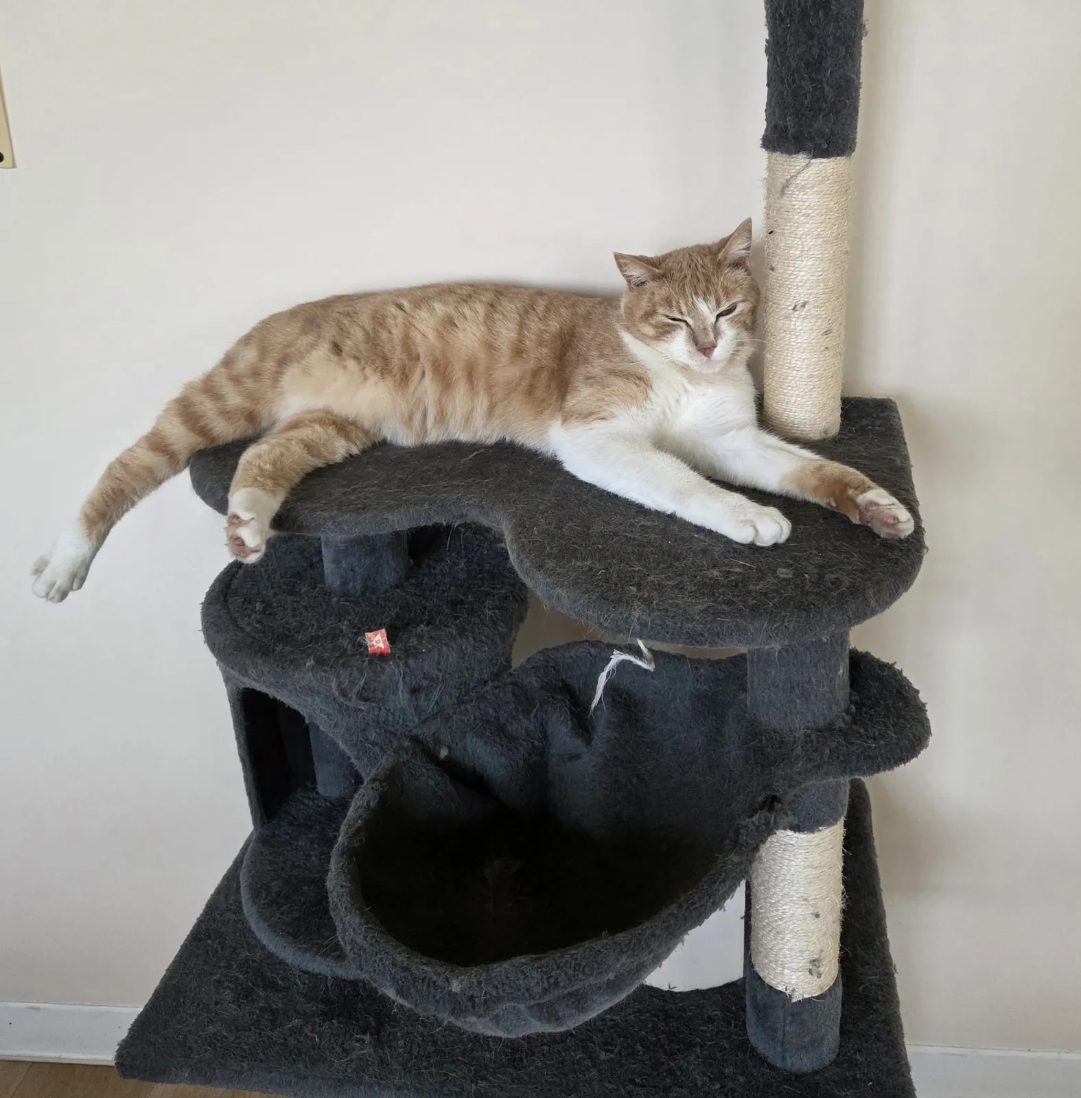 Les chats ont trouvé leur arbre !
