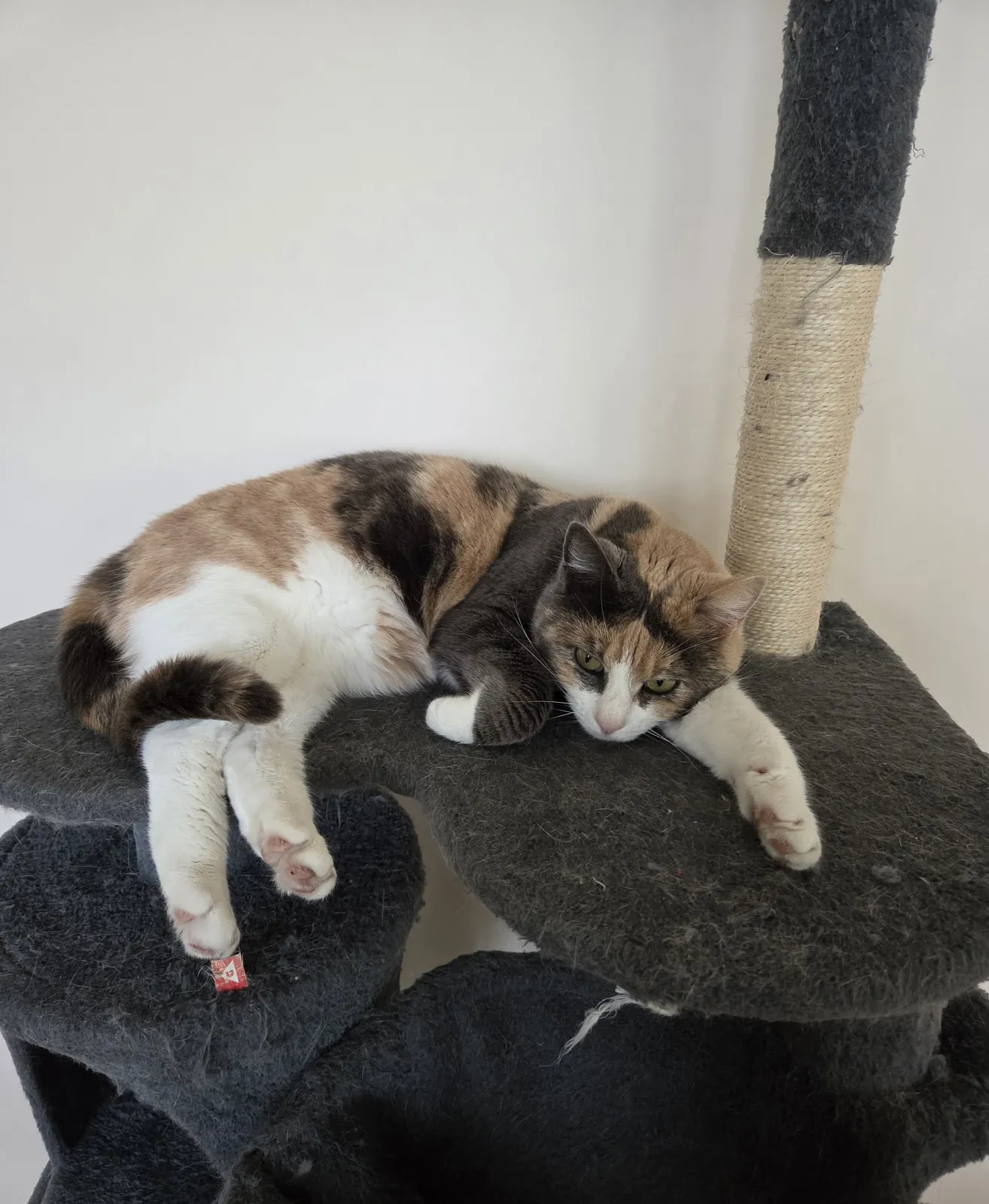 Les chats ont trouvé leur arbre !