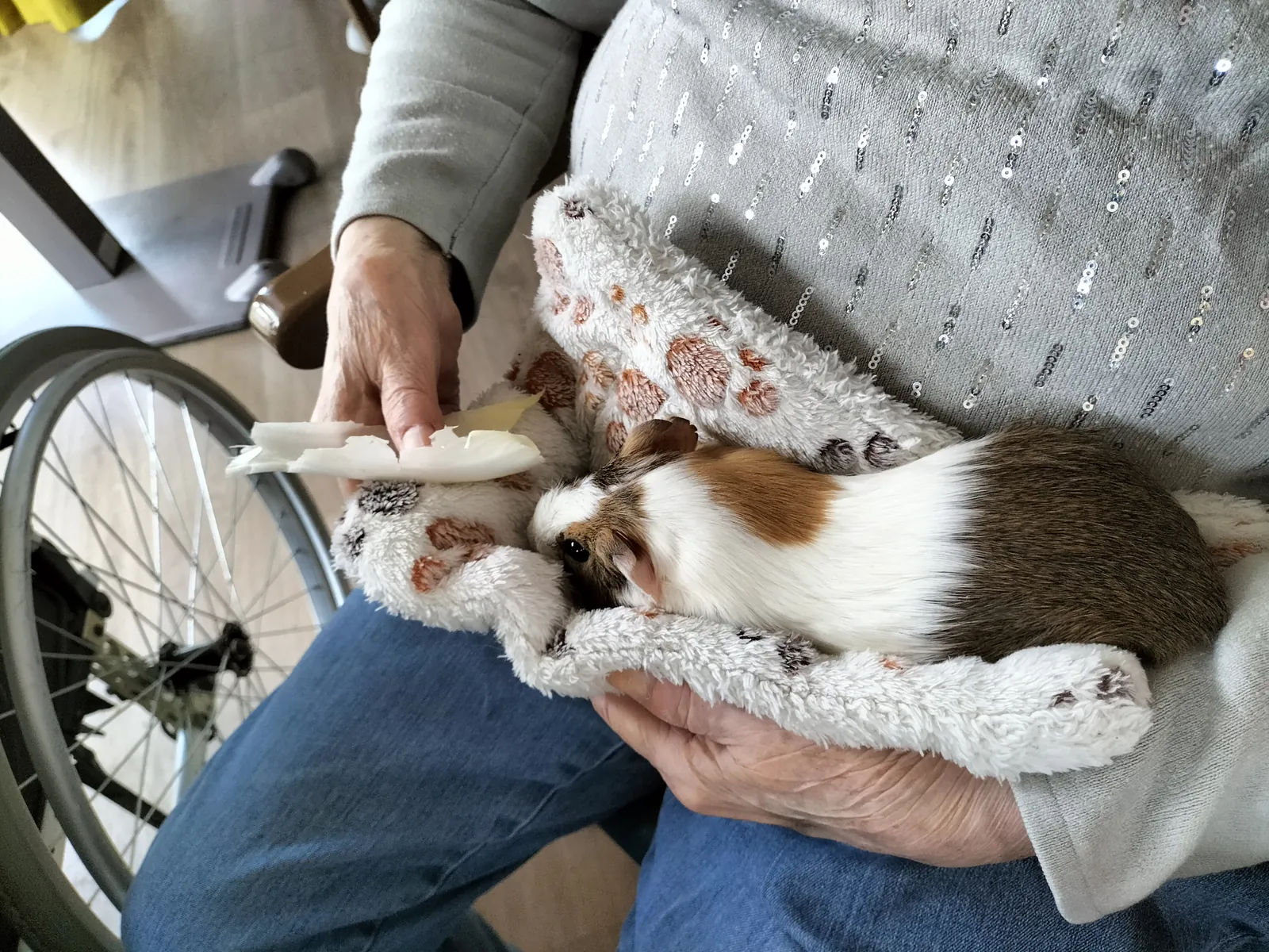 Médiation animal 