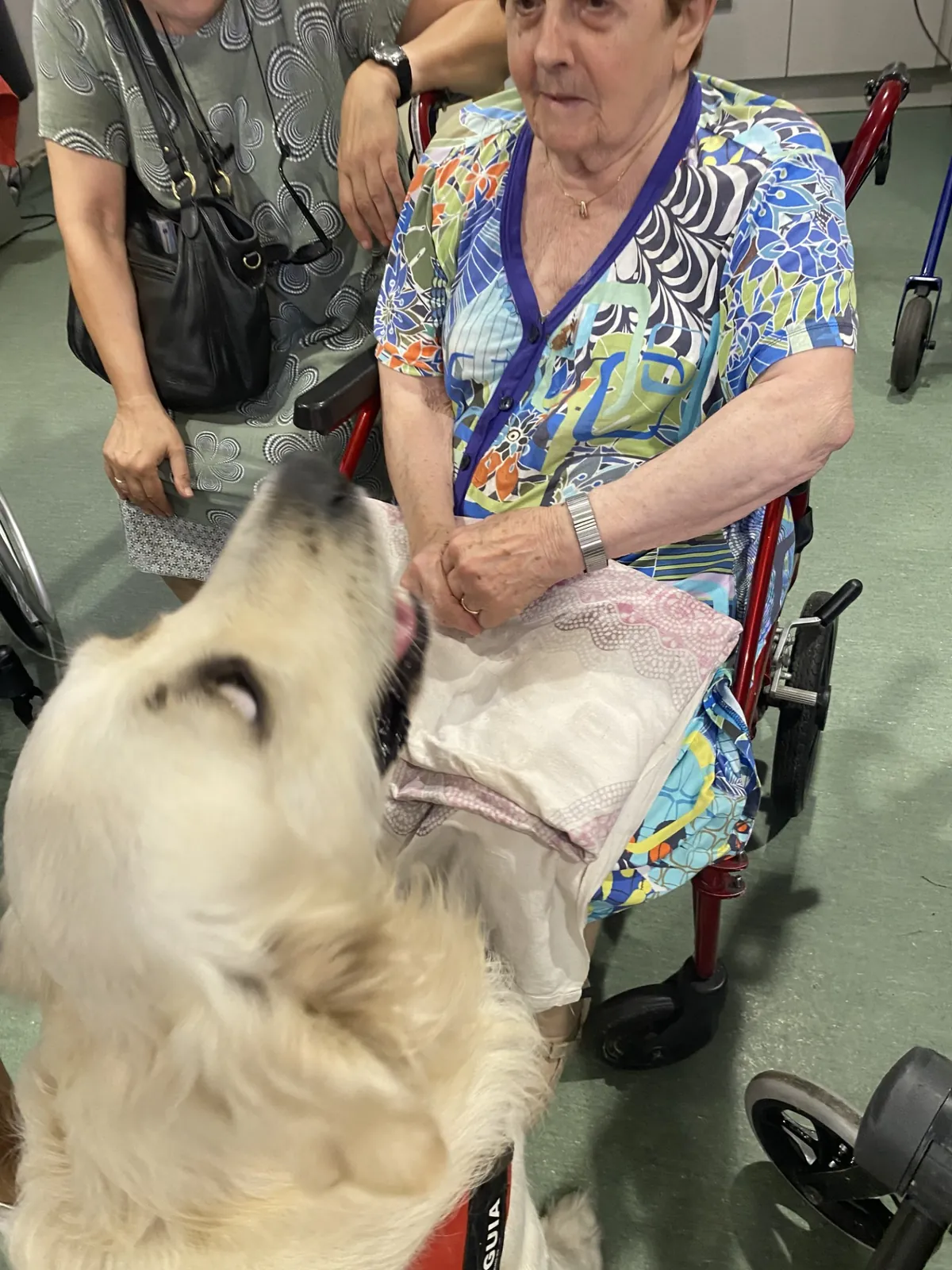 Médiation Animale 