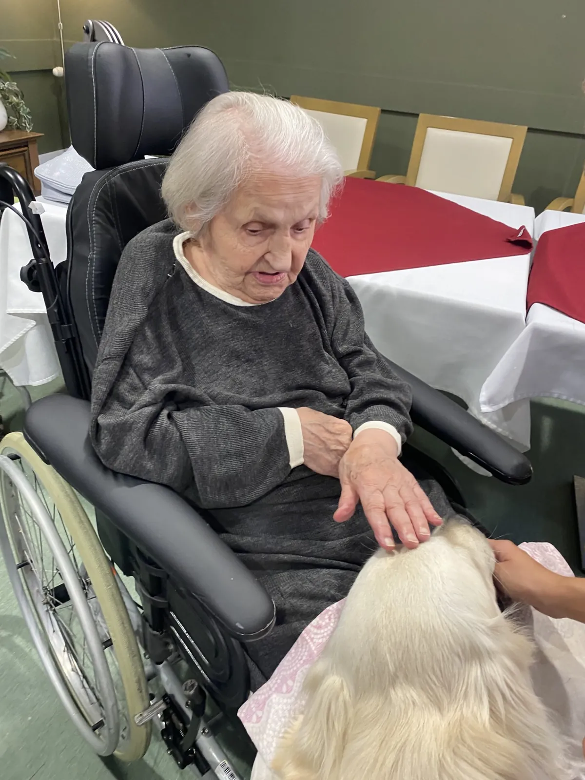 Médiation Animale 