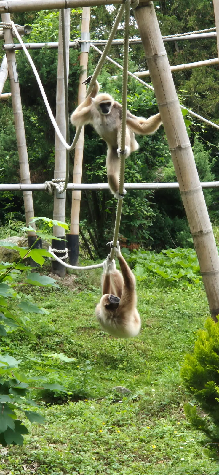 Une sortie au zoo d'Amiens pour nos résidents du PASA