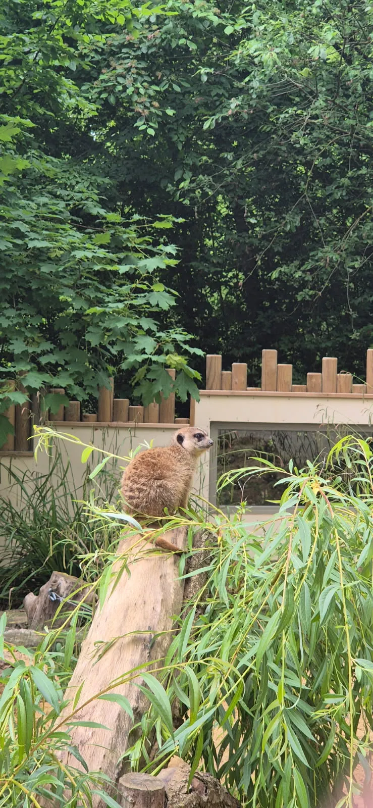 Une sortie au zoo d'Amiens pour nos résidents du PASA