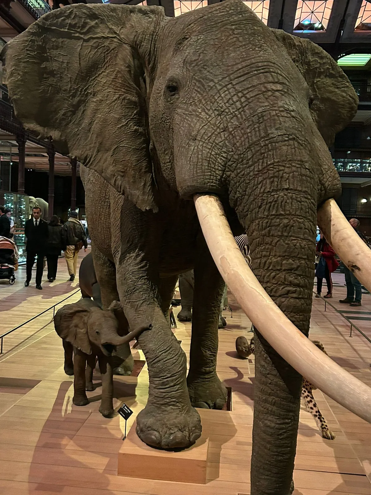 Tiers Temps Paris au Muséum d'Histoire Naturelle