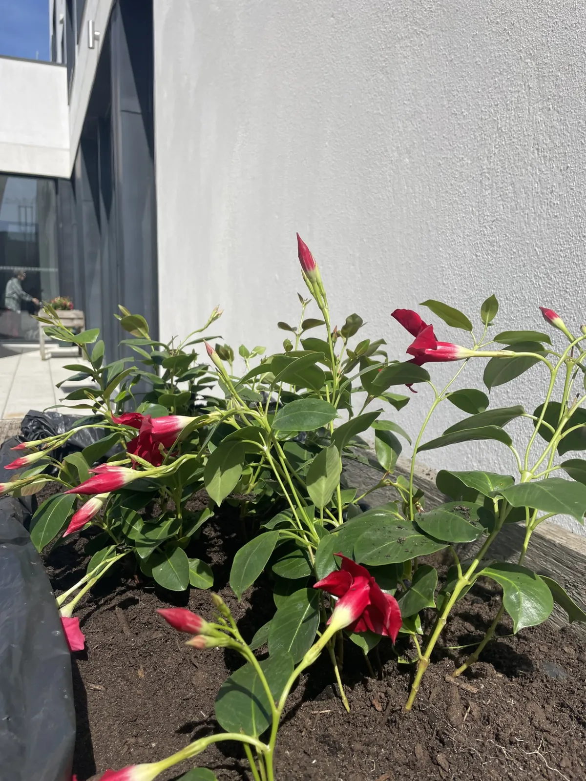 Atelier jardinage 
