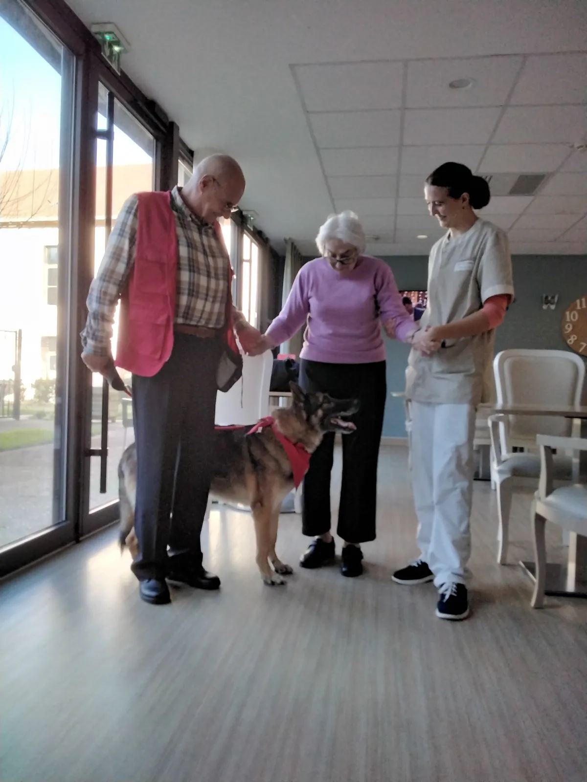 Chiens visiteurs 