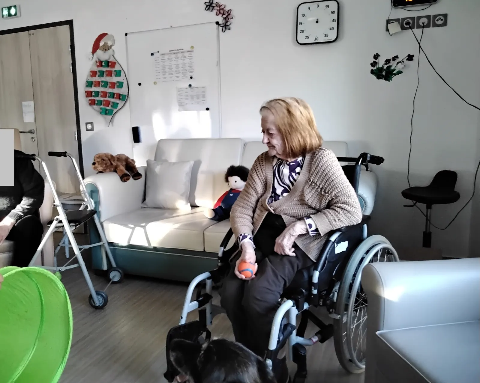 Chiens visiteurs 