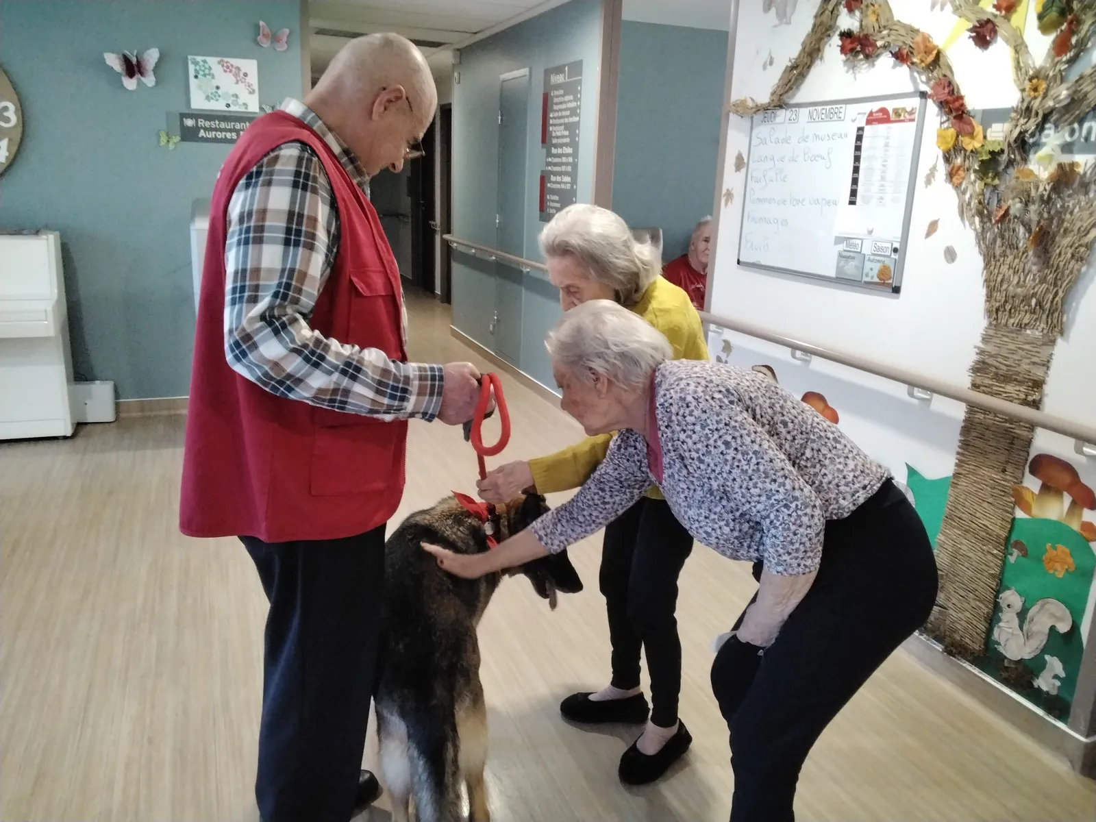 Chiens visiteurs 