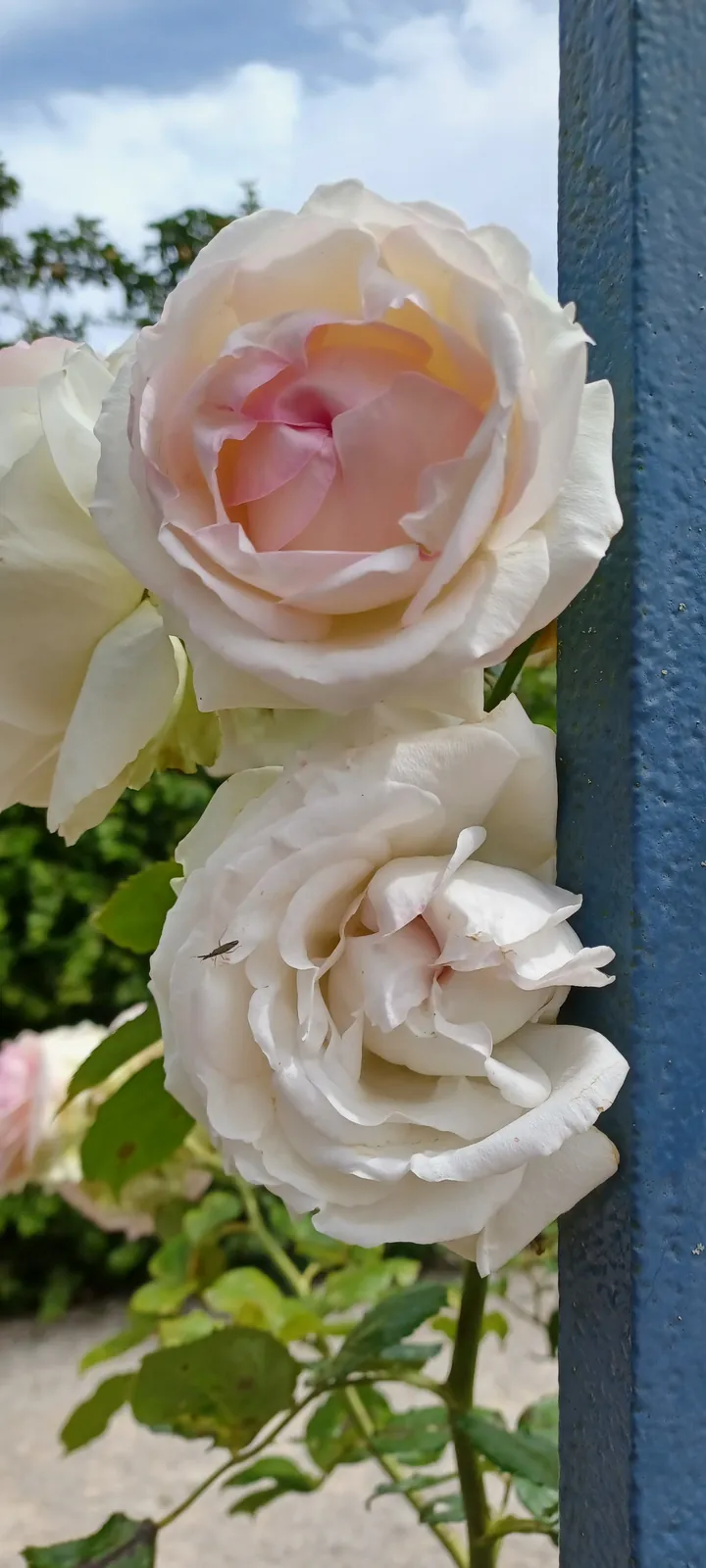 Les résidents d'ELEUSIS au cœur des fleurs