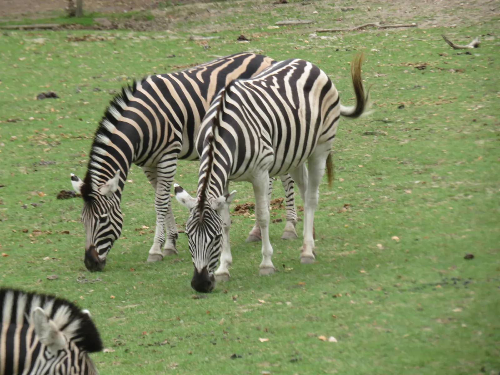 Le Safari du Zoo de Thoiry investi par les Rabelaisiens d'Asnières.